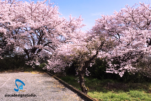2016年桜 -sakura-