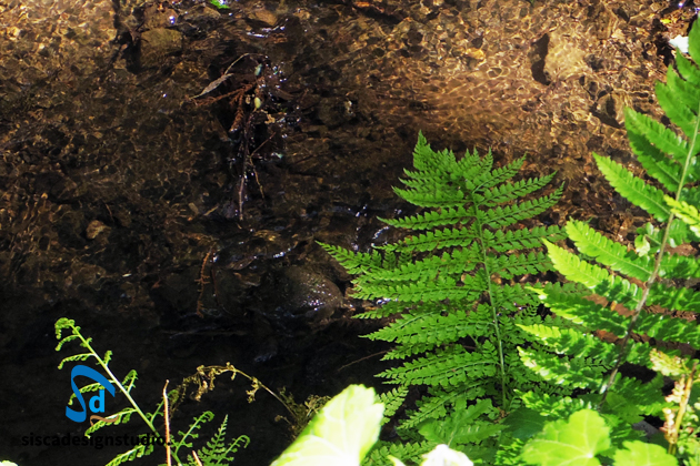 暖かい5月の新緑